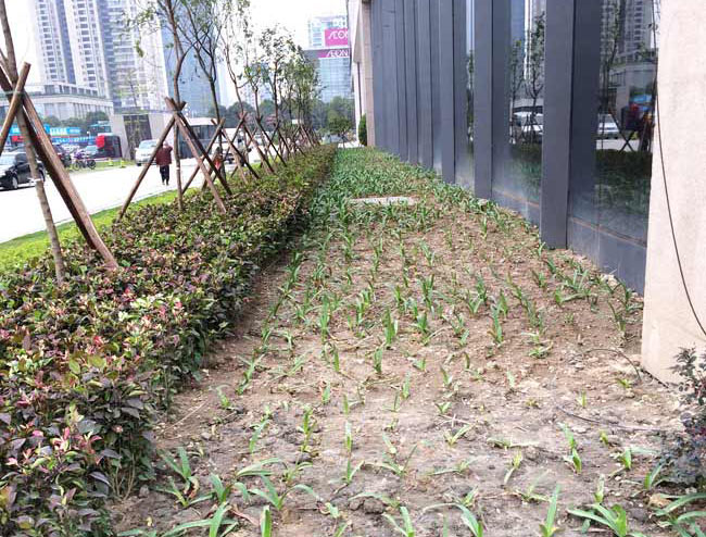 廣發金融中心綠化種植效果